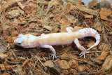 Gecko Leopardo ID R5-09