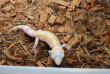Gecko Leopardo ID R5-09