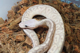 Piton Bola Pewter Banana Macho ID R5-10