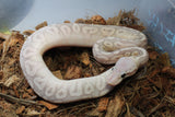 Piton Bola Pewter Banana Macho ID R5-10