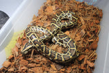 Piton Burmes Nominal Het Albino Granito Macho ID R5-12