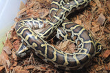 Piton Burmes Nominal Het Albino Granito Macho ID R5-12