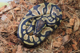 Piton Bola Orange Dream Het Pied Hembra ID R5-13