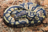 Piton Bola Orange Dream Het Pied Hembra ID R5-13