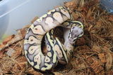 Piton Bola Pastel Redstripe Hembra ID R5-16