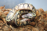 Piton Bola Pastel Redstripe Hembra ID R5-16