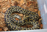 Piton Burmes Nominal DH Albino Granito Macho ID R5-17