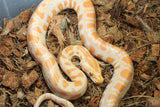 Piton Burmes Albino Het Granito Hembra ID R5-18