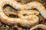 Piton Burmes Albino Het Granito Hembra ID R5-18