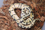 Piton Bola Bumblebee Hembra ID R5-19
