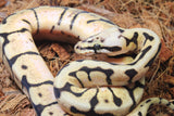 Piton Bola Bumblebee Hembra ID R5-19