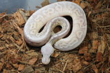 Piton Bola Banana Pewter Lesser Macho ID R5-20
