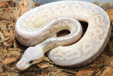 Piton Bola Banana Pewter Lesser Macho ID R5-20
