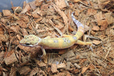 Gecko Leopardo HY (High Yellow) ID R6-05