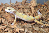 Gecko Leopardo HY (High Yellow) ID R6-05