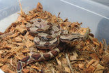 Boa Colombiana Hypo Hembra ID R6-10