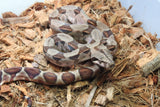 Boa Colombiana Hypo Hembra ID R6-10
