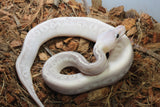 Piton Bola Banana Pewter Lesser Banana +? Macho ID R6-12