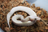 Piton Bola Banana Pewter Lesser Banana +? Macho ID R6-12