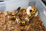 Piton Bola Banana Pied Orange Dream Hembra ID R6-13