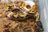 Piton Bola Banana Pied Orange Dream Hembra ID R6-13