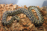 Piton Burmes Nominal DH Albino Granito Macho ID R6-17