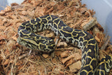 Piton Burmes Nominal DH Albino Granito Macho ID R6-17