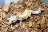 Gecko Leopardo Reverse Stripe ID R6-20