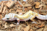 Gecko Leopardo Reverse Stripe ID R6-20