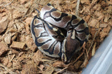 Piton Bola HGW Hembra ID R7-09