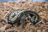 Piton Bola Bongo Hembra ID R7-10