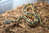 Piton Bola Pastel Orange Dream Het Pied Macho ID R7-13