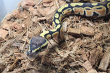 Piton Bola Pastel Orange Dream Het Pied Macho ID R7-13