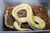Piton Bola Spider Enchi Fire OD pos Yb Macho ID R7-14