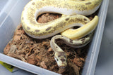 Piton Bola Spider Enchi Fire OD pos Yb Macho ID R7-14