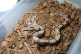 Boa Colombiana Hypo Hembra iD R7-16