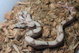 Boa Colombiana Hypo Hembra iD R7-16