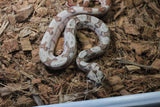 Boa Colombiana Hypo Jungle Hembra iD R7-18