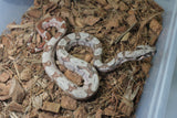 Boa Colombiana Hypo Jungle Hembra iD R7-18