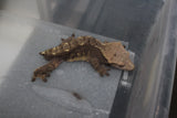 Gecko Crestado Adulto SIN cola ID R8-04