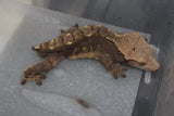 Gecko Crestado Adulto SIN cola ID R8-04