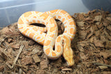 Piton Burmes Albino Het Granito Hembra ID R8-11