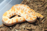 Piton Burmes Albino Het Granito Hembra ID R8-11