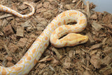 Piton Burmes Albino Het Granito Hembra ID R8-13