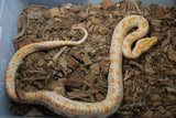 Piton Burmes Albino Het Granito Hembra ID R8-13