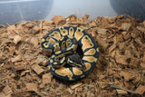 Piton Bola PAstel Orange Dream Het Pied Macho ID R9-04