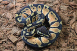Piton Bola PAstel Orange Dream Het Pied Macho ID R9-04