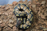 Piton Bola PAstel Yellowbelly MAcho ID R9-15