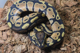 Piton Bola PAstel Yellowbelly MAcho ID R9-15