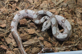 Boa Colombiana Hypo Jungle Macho ID R11-12